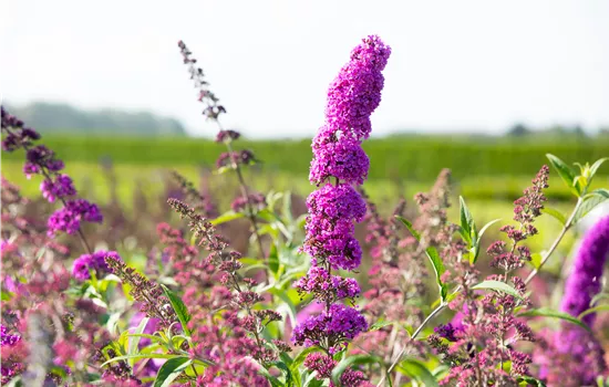 Buddleja davidii 'Royal Red'