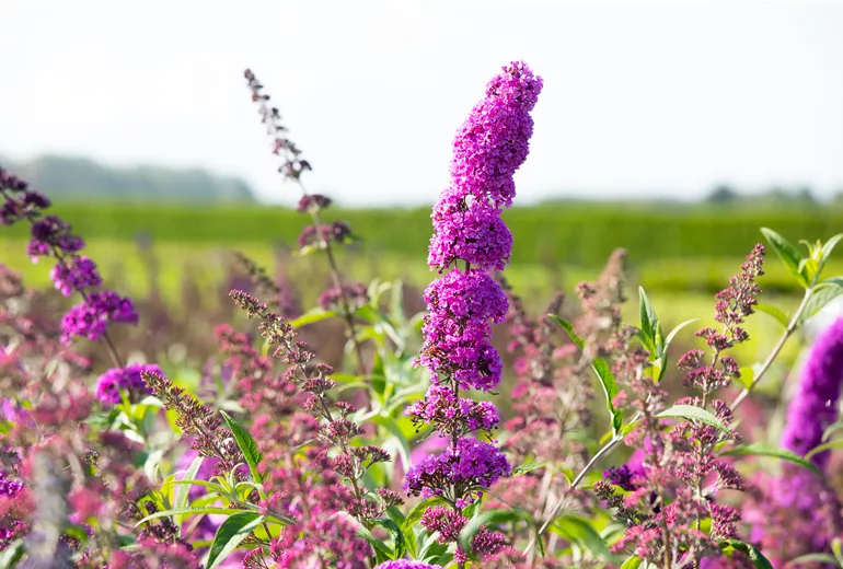 Buddleja davidii 'Royal Red'