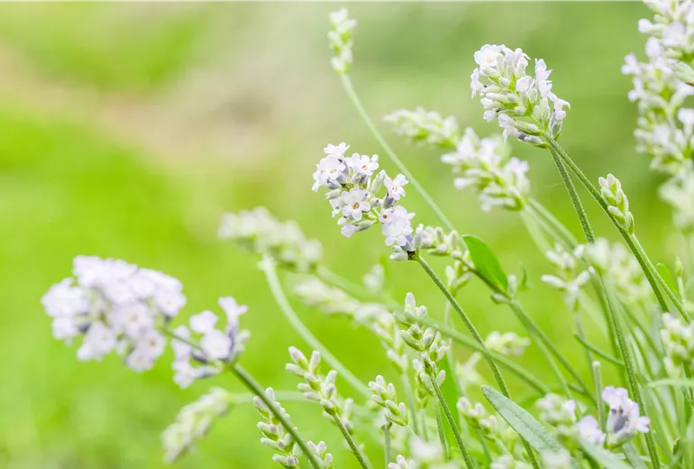 Lavandula angustifolia 'Hidcote White'