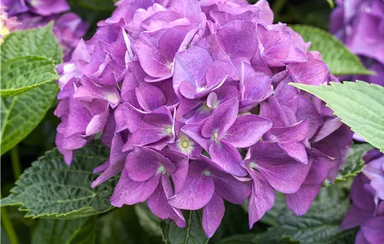 Hydrangea 'Hovaria'®