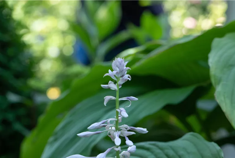 Hosta, lila