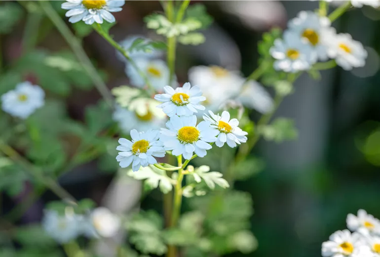 Arctanthemum arcticum