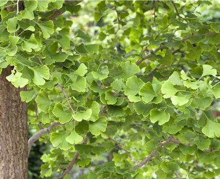 Ginkgo biloba