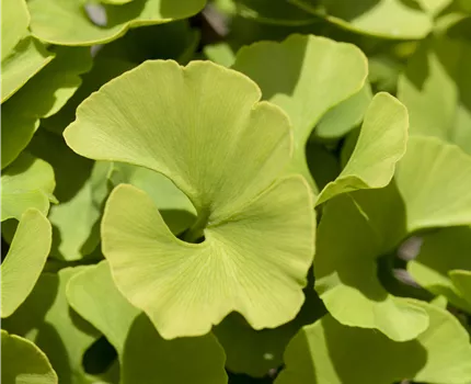 Ginkgo biloba 'Mariken'