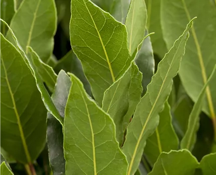 Laurus nobilis