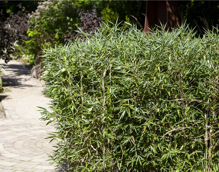 Schirmbambus pflanzen und richtig pflegen
