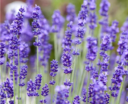 Lavandula angustifolia