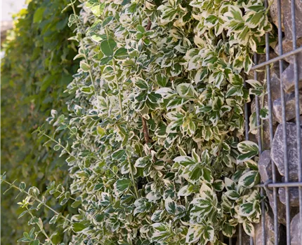 Euonymus fortunei 'Emerald Gaiety'