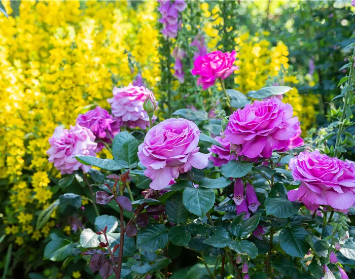 Rosen zurückschneiden und die Pflanzen damit gesund halten