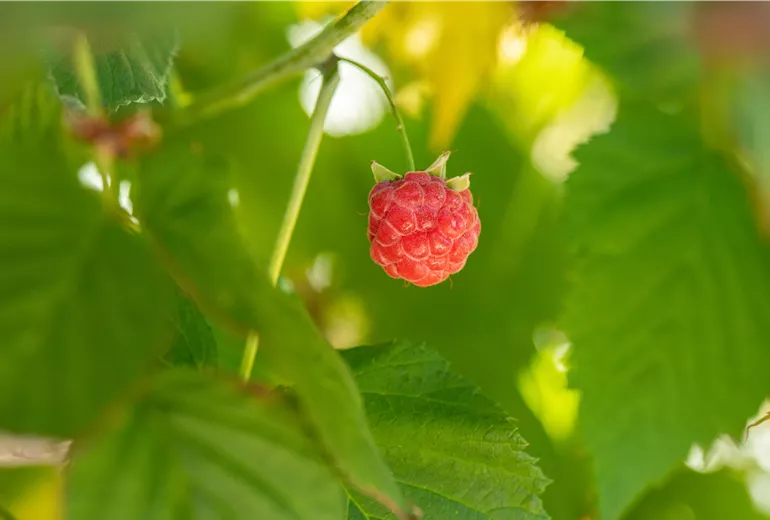 Rubus idaeus