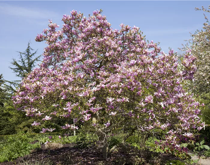 Magnolien als frühblühendes Highlight im Garten 