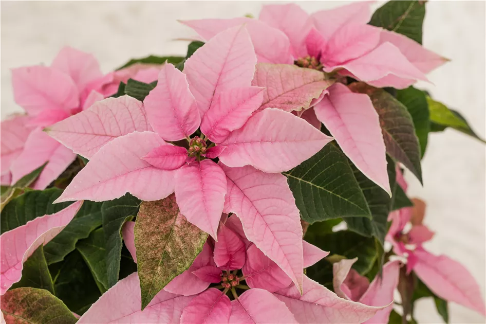 Euphorbia 'Princettia' - Garten-Land Wohlhter oHG