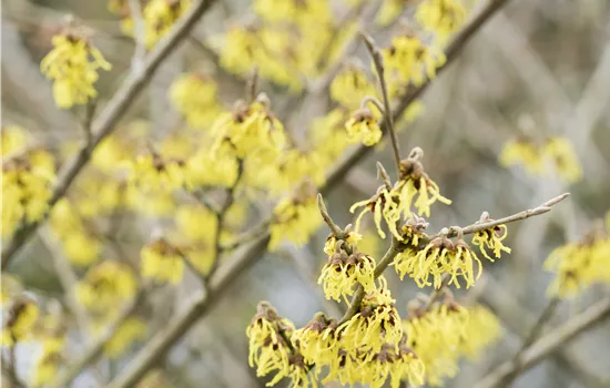 Hamamelis x intermedia 'Arnold Promise'