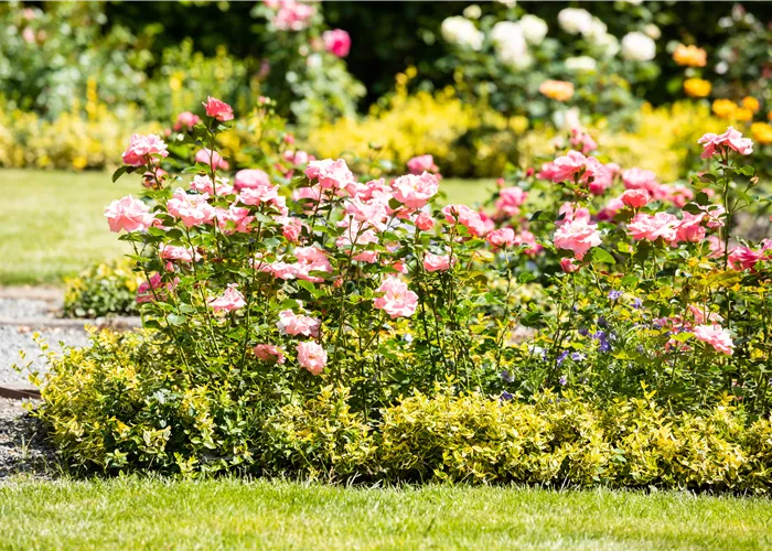 Bezaubernde Gartengestaltung mit Beetrosen entdecken