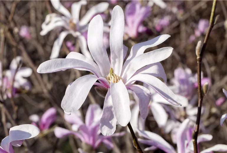 Magnolia liliiflora 'Susan'