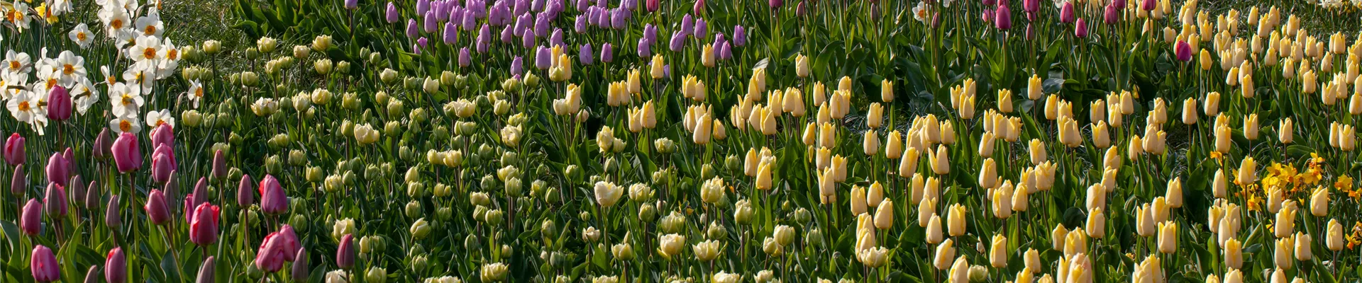 Beet mit Tulpen und Osterglocken