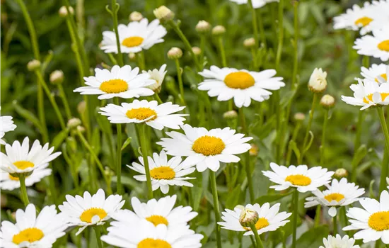 Leucanthemum x superbum
