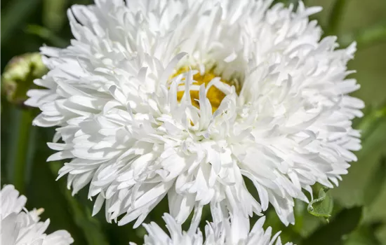 Leucanthemum x superbum (gefüllt blühend)