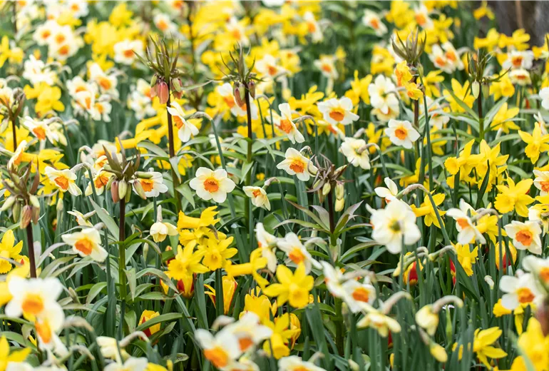 Osterglocken und Kaiserkronen