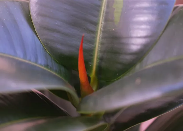 Gummibaum - Umtopfen