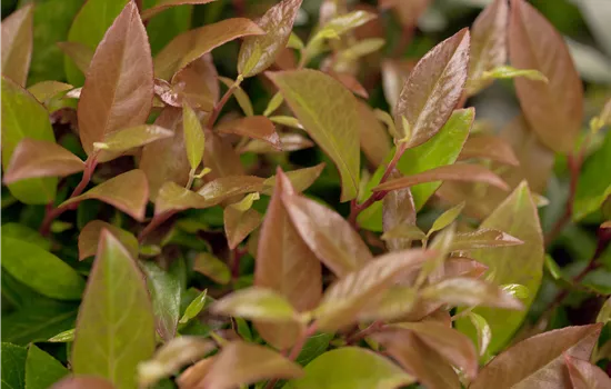 Leucothoe verschiedene Sorten