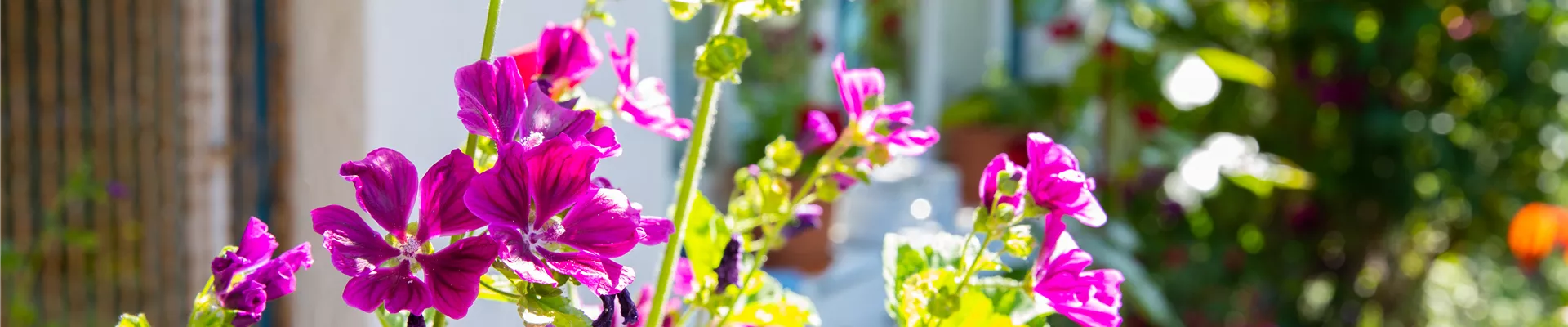 Malva sylvestris ssp. mauritiana