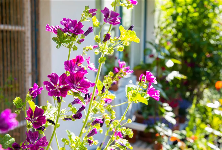 Malva sylvestris ssp. mauritiana