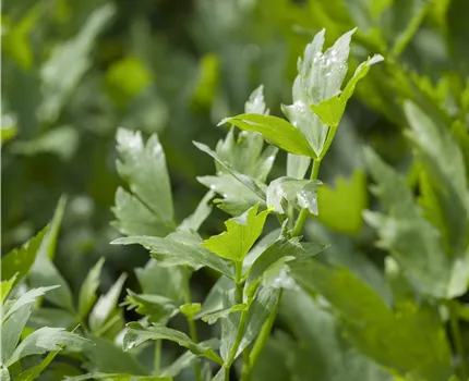 Levisticum officinale