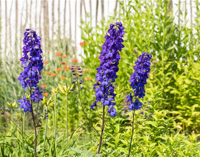 Rittersporn als blühendes Highlight im sommerlichen Garten