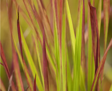 Imperata cylindrica 'Red Baron'