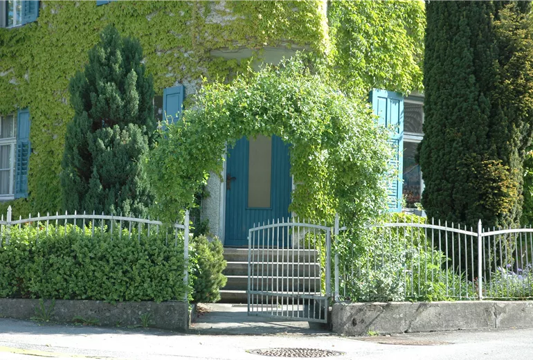 Hauseingang mit Kletterpflanzen