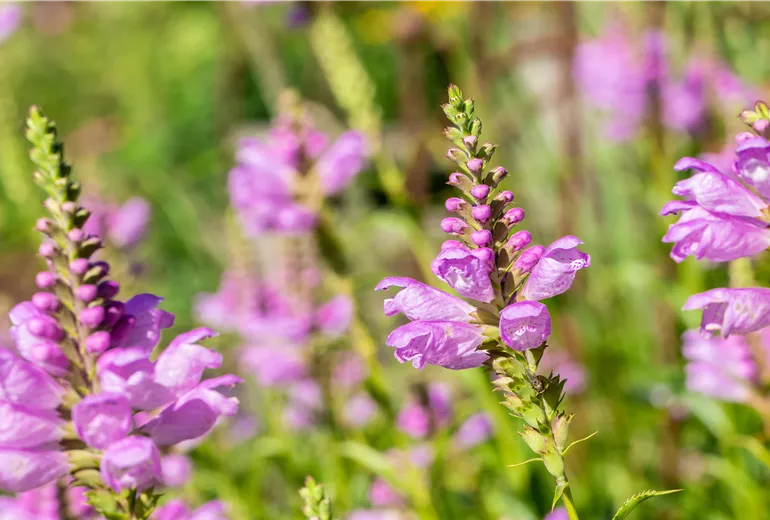 Physostegia virginiana