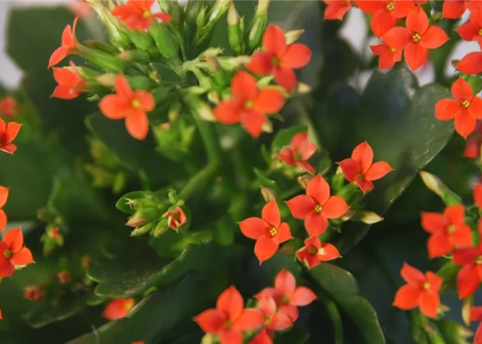 Flammendes Käthchen - Umtopfen