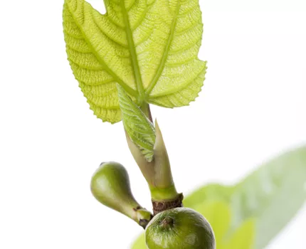Ficus carica
