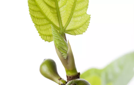 Ficus carica