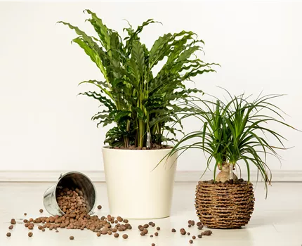 Hydrokultur – ideal als Alternative zur Aufzucht im Erdboden