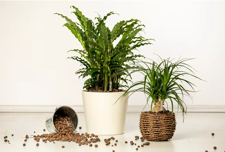 Hydrokultur - Kulturtöpfe