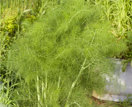 Foeniculum vulgare