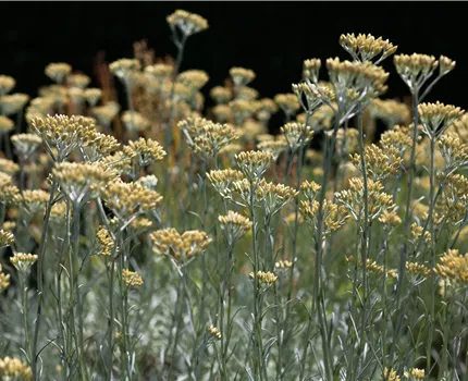 Helichrysum italicum
