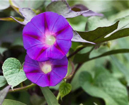 Ipomoea tricolor