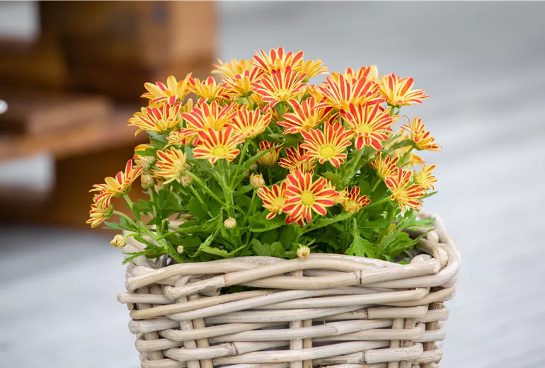 Chrysanthemum multiflora