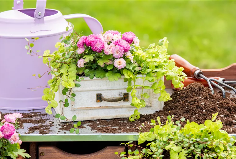 Pflanzgefäß im Ambiente