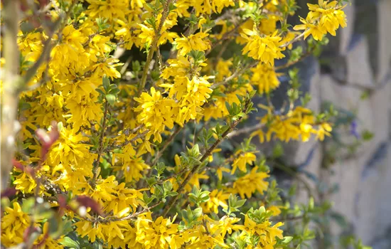 Forsythia x intermedia 'Lynwood'