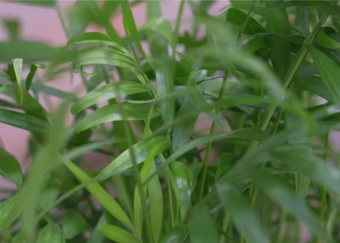 Mexikanische Bergpalme - Umtopfen