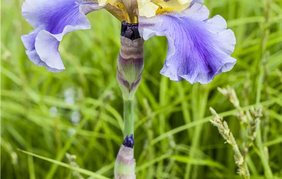 Iris x germanica