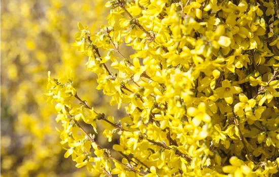 Forsythia x intermedia 'Week End'®