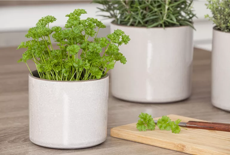 Petroselinum crispum 'Mooskrause'