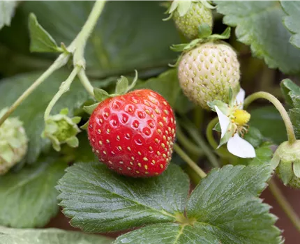 Fragaria x ananassa