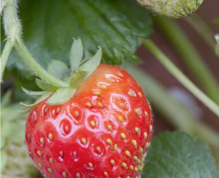 Fragaria x ananassa 'Senga®-Sengana®'