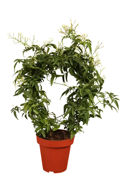 Jasminum polyanthum - Garten-Land Wohlhter oHG